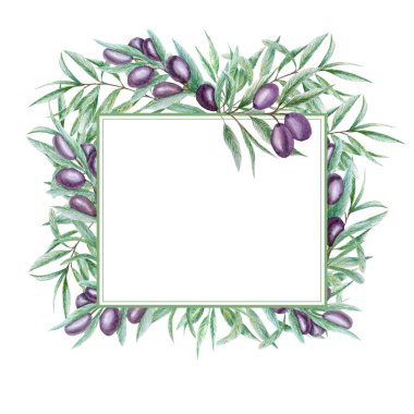 Suluboya siyah zeytin dalı çerçeveyi terk eder. Beyaz arka planda gerçekçi zeytin çizimi, El boyalı sınır çizimi davetiyeler, poster, tebrik kartı, etiket konsepti için izole tasarım.
