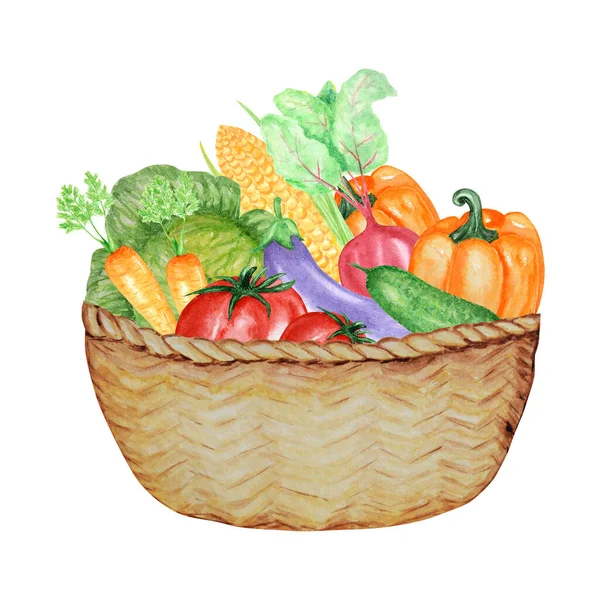 水彩画は、ウィカーバスケットに野菜のコレクションを描いた。白を基調とした新鮮な食材のデザイン要素を手描き。有機野菜の手描きイラスト — ストック写真