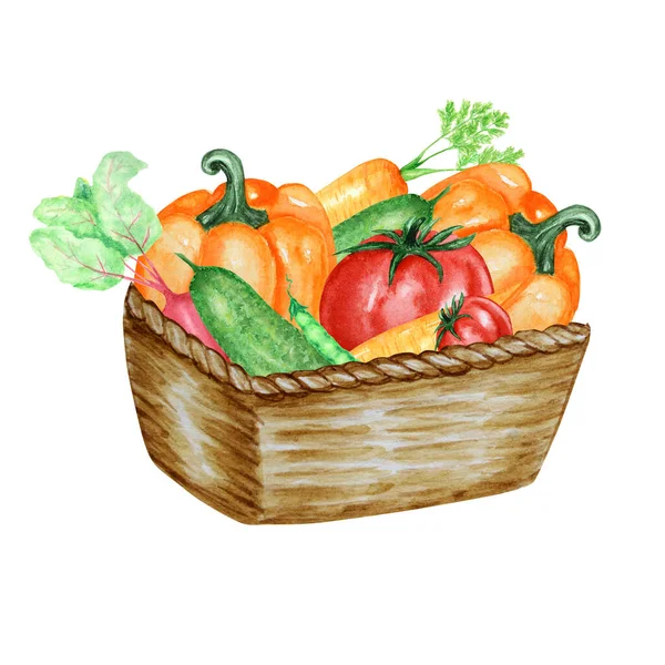 Акварель розписав колекцію овочів у плетеному кошику. Рука намальовані елементи дизайну свіжої їжі ізольовані на білому тлі. Органічні овочі ручна ілюстрація — стокове фото