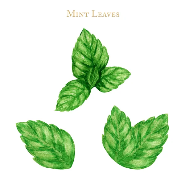 新鮮なミントの葉は白い背景に隔離されています。水彩手描きイラスト。緑の葉飾りコレクション — ストック写真