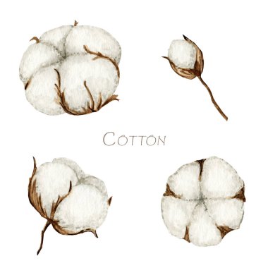 Pamuklu suluboya çiçek dalları. Botanik El, Eko ürün illüstrasyonu çizdi. Pamuk çiçekleri, beyaz arka planda izole edilmiş antika tarzında topları filizlendirir. Bitki topu doğa simgesi