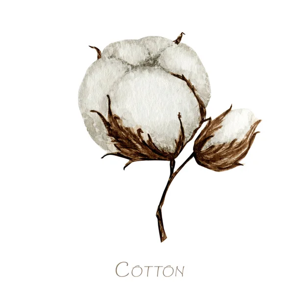 水彩綿の花の枝。植物手描きエコ製品イラスト。綿の花は白い背景に隔離されたヴィンテージスタイルでボールを芽。植物球の自然アイコン — ストック写真