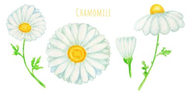 Suluboya papatya çiçeği illüstrasyonu. El yapımı botanik bitkiler beyaz arka planda izole edilmiş. Papatya çiçeği, tomurcuk, yeşil yapraklar, saplar. Vahşi botanik bahçesi çiçek açıyor.