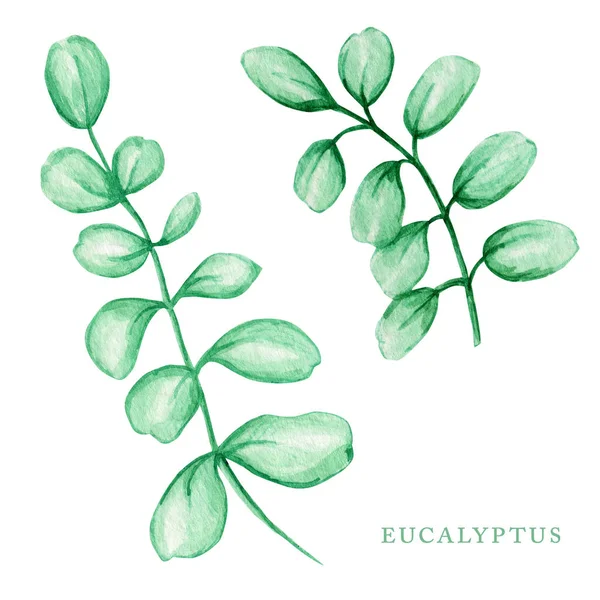 Eucalipto verde plata dólar, follaje del árbol de goma hojas naturales ramas elementos tropicales conjunto. Acuarela dibujada a mano hermosa ilustración —  Fotos de Stock