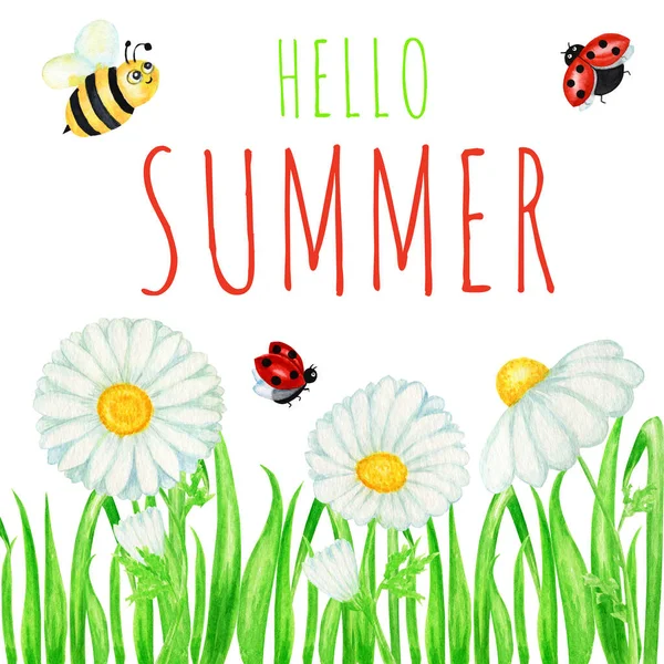 Привіт SUMMER Акварель ромашкова квітка з мухою сонечко, ілюстрація бджіл. Рука намальована ботанічними травами на білому тлі. Ромашкові білі квіти, бутони, зелене листя, стебла, трав'яний банер — стокове фото