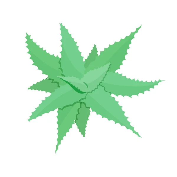 Illustration der Aloe Vera Pflanze blau grün getönt Draufsicht im flachen Stil. — Stockvektor