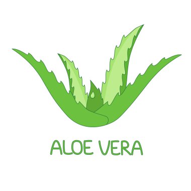 Aloe vera bitkisinin bir damla aloe suyu ile çizimi.