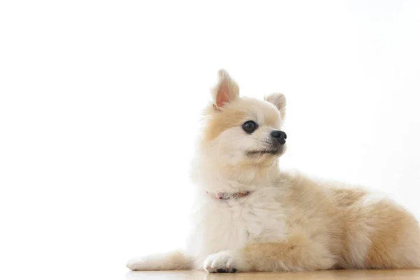 Lindo Perro Chihuahua Sobre Fondo Claro —  Fotos de Stock
