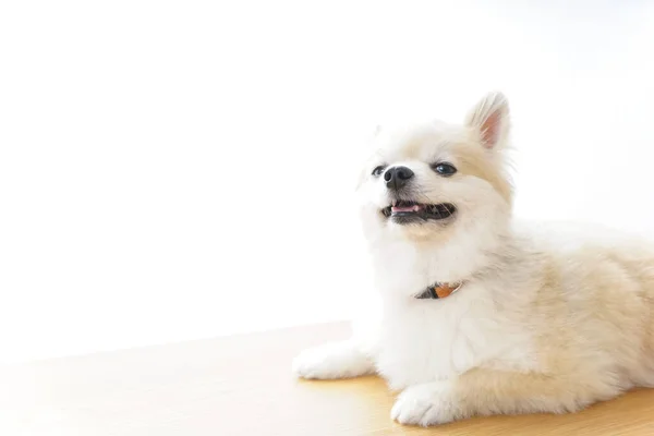 Lindo Perro Chihuahua Sobre Fondo Claro — Foto de Stock