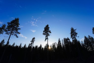 Çam ormanının gece manzarası