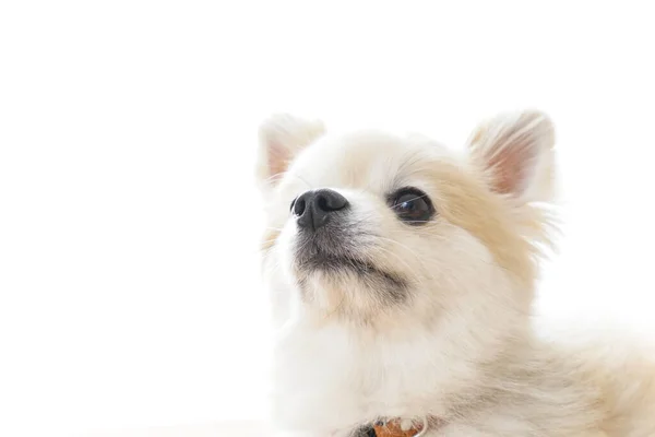 Söt Chihuahua Hund Ljus Bakgrund — Stockfoto