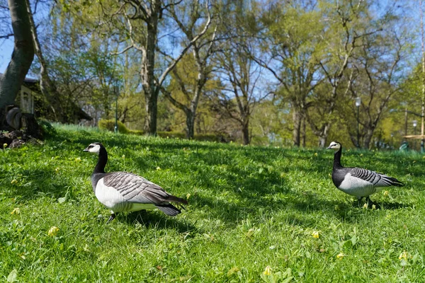 Zwei Enten Auf Der Wiese Park — Stockfoto