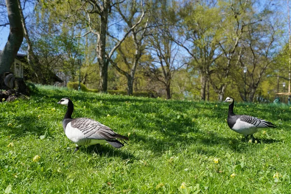 Twee Eenden Het Gras Het Park — Stockfoto