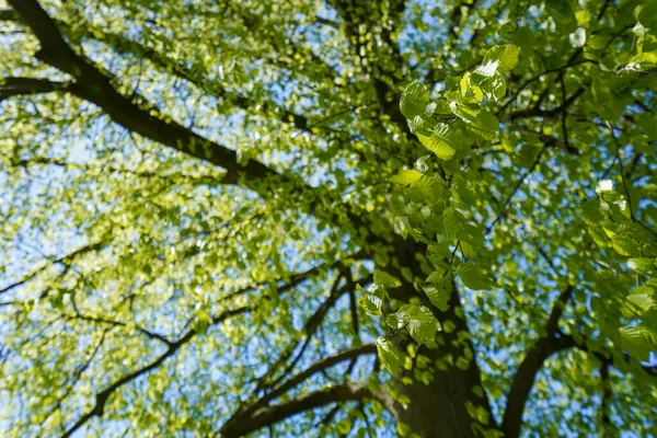 Green Leaves Park Stock Image