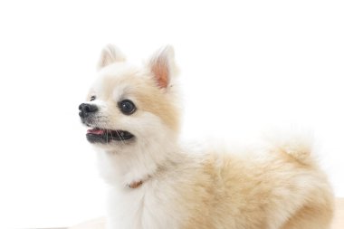 Hafif arka planda sevimli bir chihuahua köpeği.