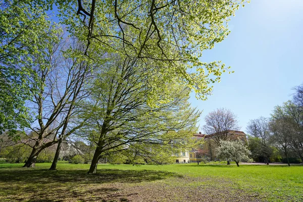 Spring Landscape Trees Green Grass — Stock Photo, Image