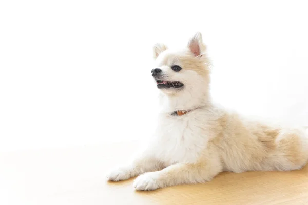 Niedlicher Chihuahua Hund Auf Hellem Hintergrund — Stockfoto