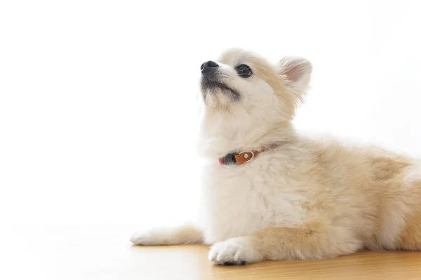 Słodkie Chihuahua Pies Lekkim Tle — Zdjęcie stockowe