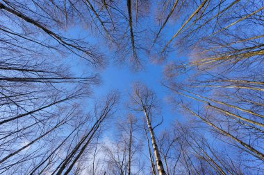 Parktaki kış ağaçlarının dalları, alt manzara