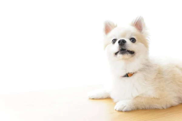 Χαριτωμένο Σκυλί Chihuahua Ένα Ελαφρύ Φόντο — Φωτογραφία Αρχείου