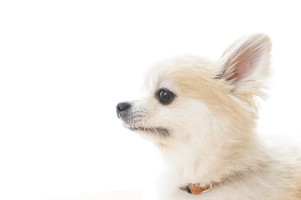 Lindo Perro Chihuahua Sobre Fondo Claro —  Fotos de Stock