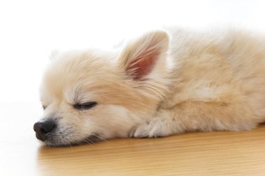 Hafif arka planda sevimli bir chihuahua köpeği.