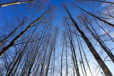 Parktaki kış ağaçlarının dalları, alt manzara