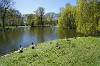 Parktaki göldeki ördekler