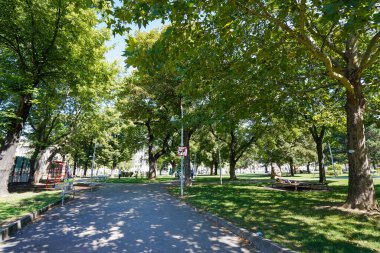 Parktaki yeşil ağaçlar