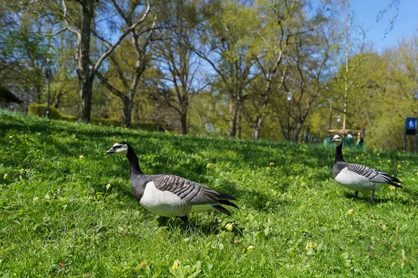 Dwie Kaczki Trawie Parku — Zdjęcie stockowe