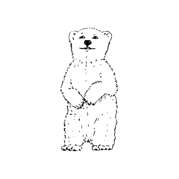 Polar bear. Hand drawing sketch. Black outline on white background. Vector illustration — Stock Vector