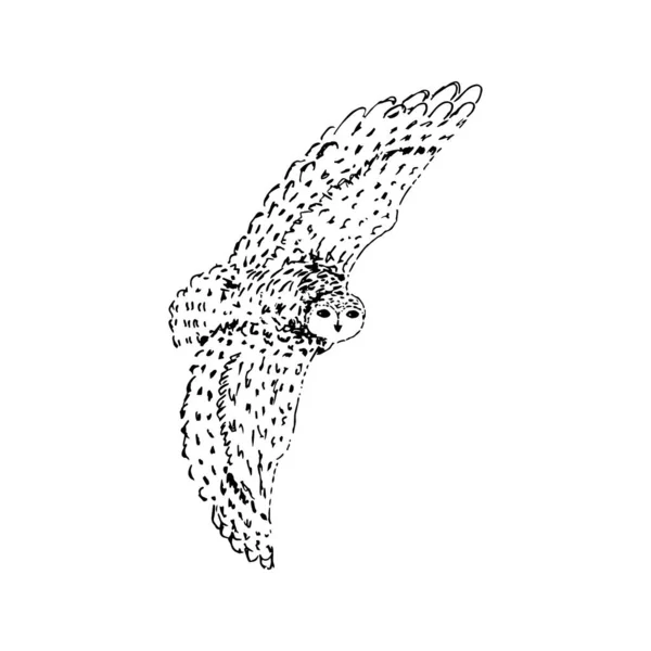 Полярная арктическая сова. Ручной рисунок. Черный контур на белом фоне. Векторная иллюстрация — стоковый вектор