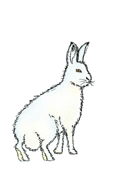 Conejo blanco ártico polar. Dibujo a mano acuarela boceto. Esquema negro sobre fondo blanco. Colorida ilustración — Foto de Stock