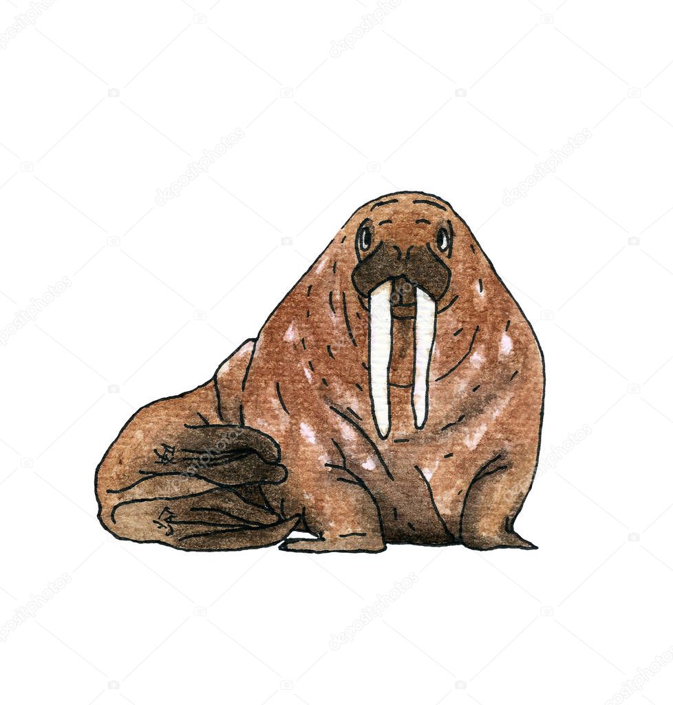 Walrus sea animal. Hand drawing watercolor sketch. Black outline on white background. Colorful illustration. Picture can be used in greeting cards, posters, flyers, banners, logo, further design etc.