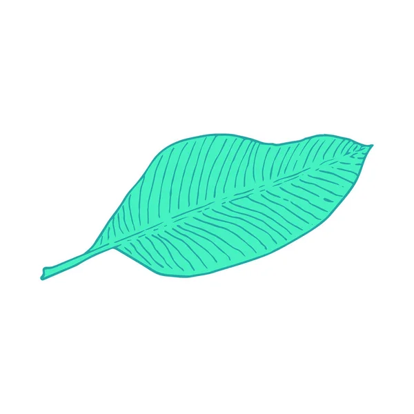 Banana tree leaf. Line art doodle sketch. Mint green on white background. Vector illustration. — 스톡 벡터