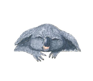 Koala ayısı. El çizimi suluboya çizimi. Beyaz arka planda siyah bir taslak. Renkli resimleme