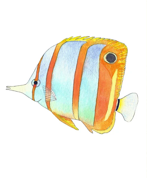 Peixe borboleta. Desenho à mão esboço aquarela no fundo branco. Ilustração colorida — Fotografia de Stock