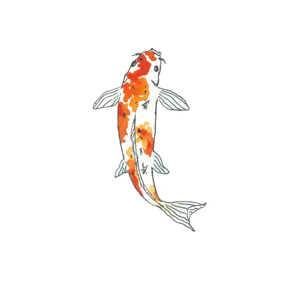 Peixe Koi. Desenho à mão. Esboço preto sobre fundo branco. Ilustração aquarela — Fotografia de Stock