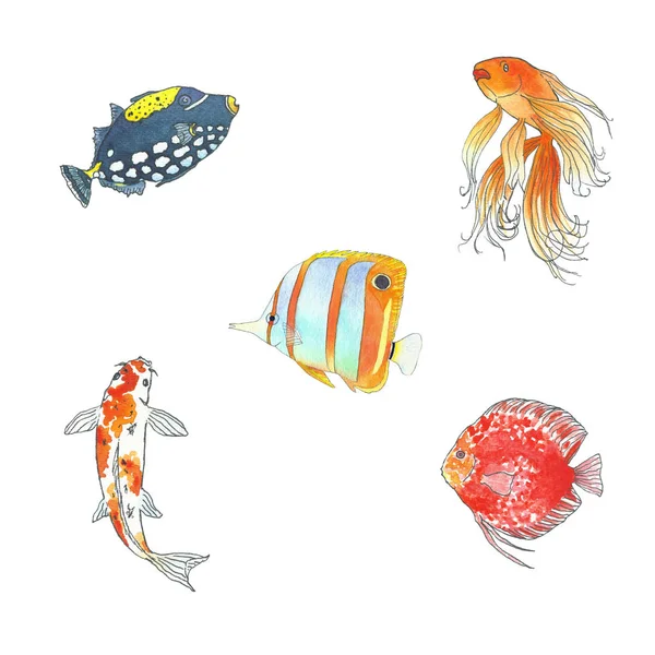 Conjunto de 5 peixes: gatilho palhaço, dourado, borboleta, koi e disco. Desenho à mão esboço sobre fundo branco. Ilustração aquarela — Fotografia de Stock