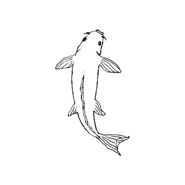 Koi balığı. El çizimi çizimi. Beyaz arka planda siyah bir taslak. Vektör çizimi. Bölüm 10