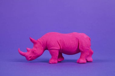 Pembe bir Fuschia gergedanı, mor renkli arka plan üzerine kurulmuş. Atmosfer. En düşük renk hala yaşam fotoğrafçılığı 