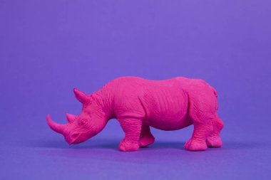 Pembe bir Fuschia gergedanı, mor renkli arka plan üzerine kurulmuş. Atmosfer. En düşük renk hala yaşam fotoğrafçılığı 