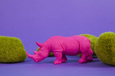  Pembe bir fuschia gergedanı, mor arkaplandaki yosun kayaları arasında. Atmosfer. En düşük renk hala yaşam fotoğrafçılığı 