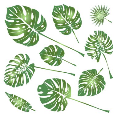 Set of Tropical Leaves Icons isolated on White