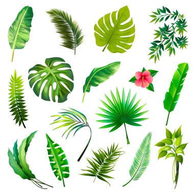 Set of Tropical Leaves Icons isolated on White