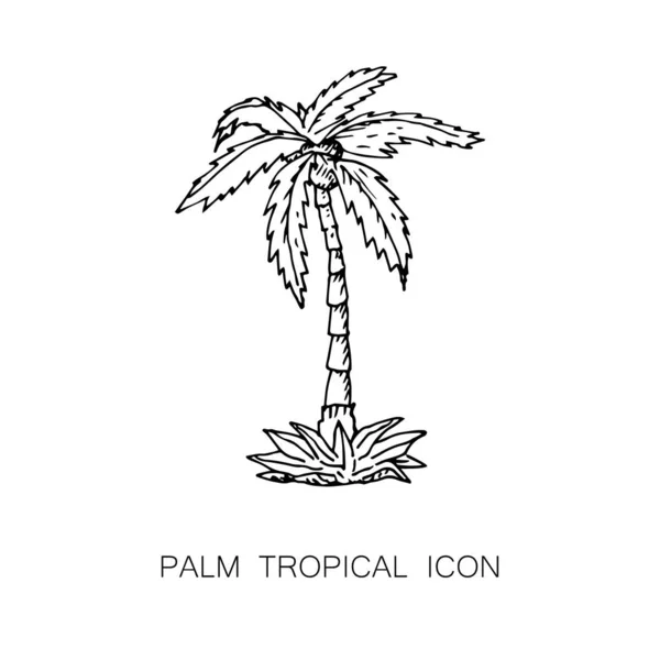 Icône Palmier Tropical Illustration Vectorielle Croquis Ligne Style Graphique — Image vectorielle