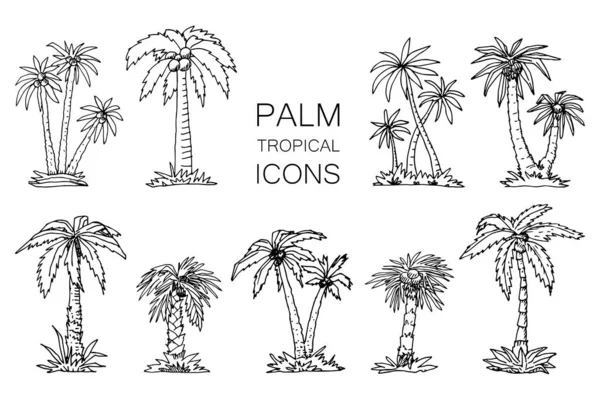 Een Set Tropische Palmbomen Vector Illustratie Line Schets Grafische Stijl — Stockvector