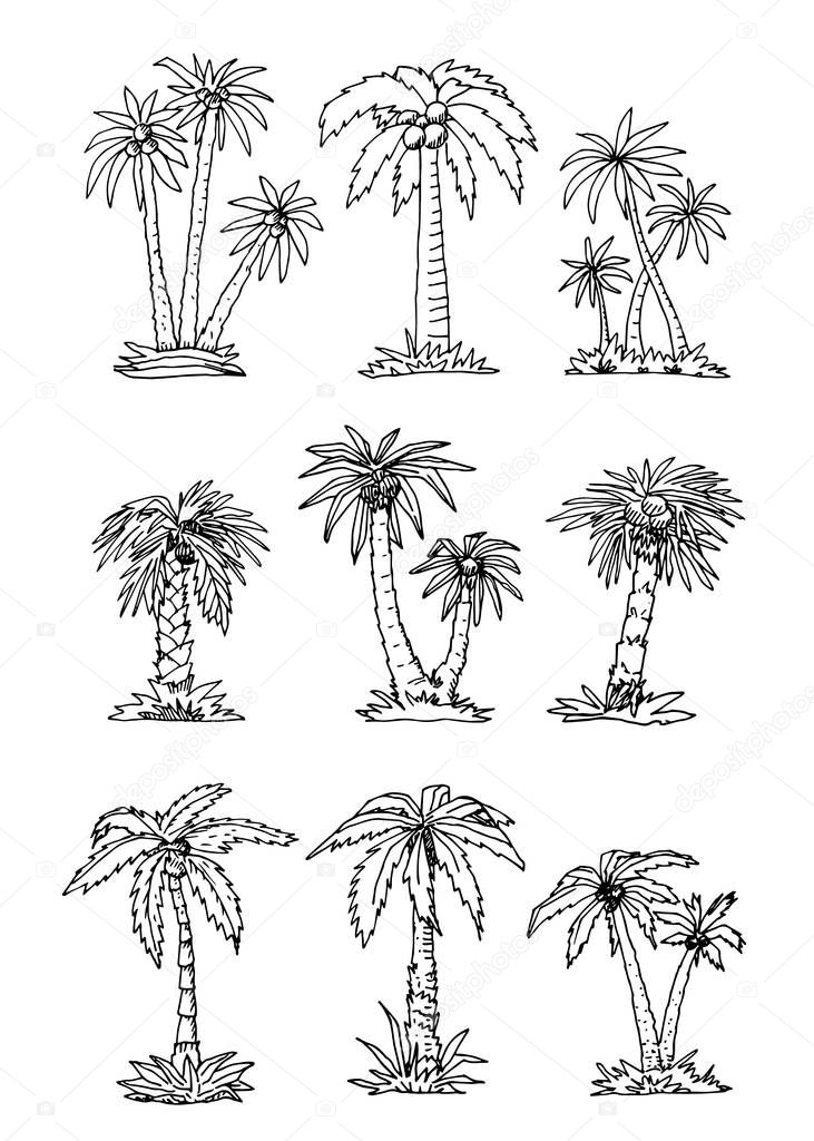 Set of Tropical Palm Trees. Vector Illustration. Line Sketch Graphic Style.