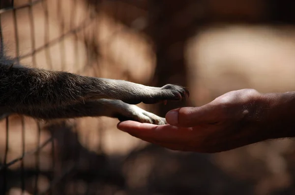 kindness, touch of animal and man
