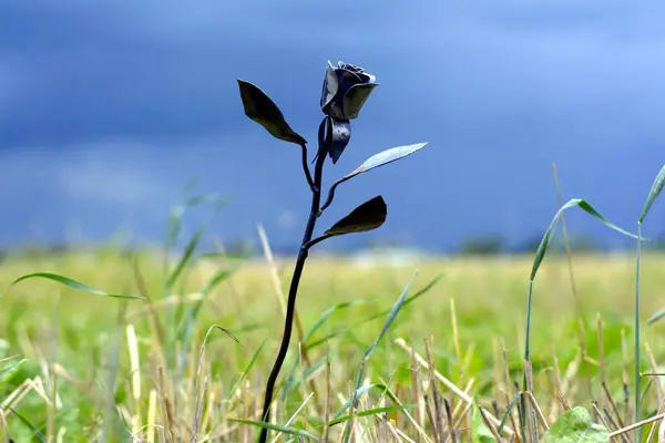 Ditempa Mawar Bunga Logam Rumput Hijau Terhadap Latar Belakang Badai — Stok Foto